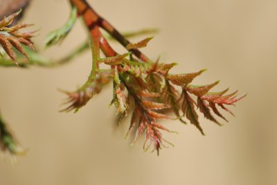 Koelreuteria paniculata - svítel latnatý - jarní výhonky (2)